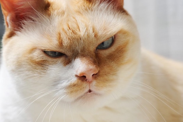 不満げな表情の猫のアップ