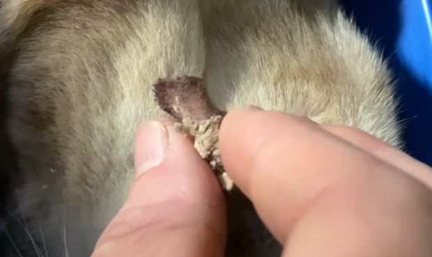 猫の耳を掃除する手