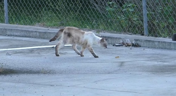 食べ物に近づく猫