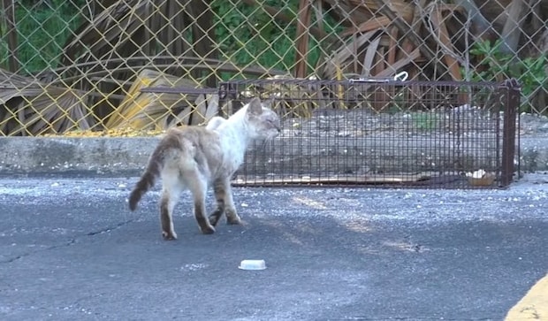 捕獲器の近くに猫
