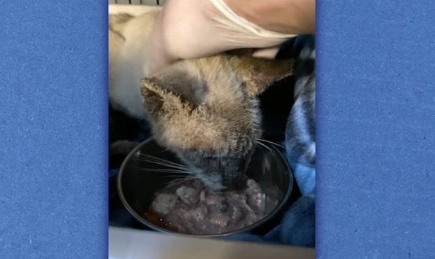 ケージの中に食事中の猫