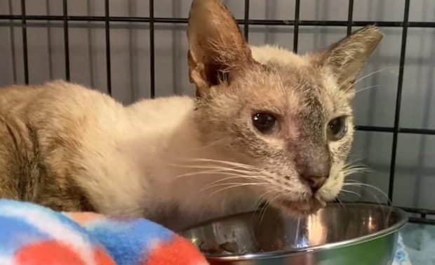 ケージの中にフードボウルと猫