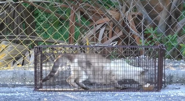 捕獲器の中に猫