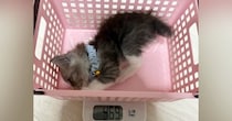 小さなカゴに入る子猫→『数か月後』、同じカゴに入った結果…成長ビフォーアフターに爆笑の声「いやまだいける」「電車の中で声出たｗ」