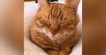 クッションの上で目を閉じていた『茶トラ猫』→少しずつ顔が下がっていって…『愛おしすぎる瞬間』が48万再生「はい優勝」「思わず声が出た」