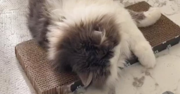 寒い朝、寝ている猫のもとにやって来た『女の子』→持ってきたものを見ると…尊すぎて泣ける瞬間が11万再生「優し~~い」「思わず感動した」