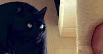 新しく買ったスリッパを履いてくつろいでいると…黒猫が見せた『想定外のリアクション』に２万いいね「ボニャール感」「笑った」とSNSで反響