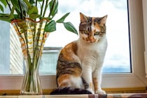 猫が起こしやすい『ハプニング』3選　思わず笑える行動から安全対策の方法まで