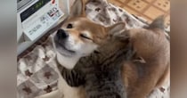 ヒーターの前でくつろぐ柴犬→『子猫』が抱きついてくると…尊すぎるやり取りが200万再生「見たことないしがみつき方ｗ」「旦那に欲しいｗ」