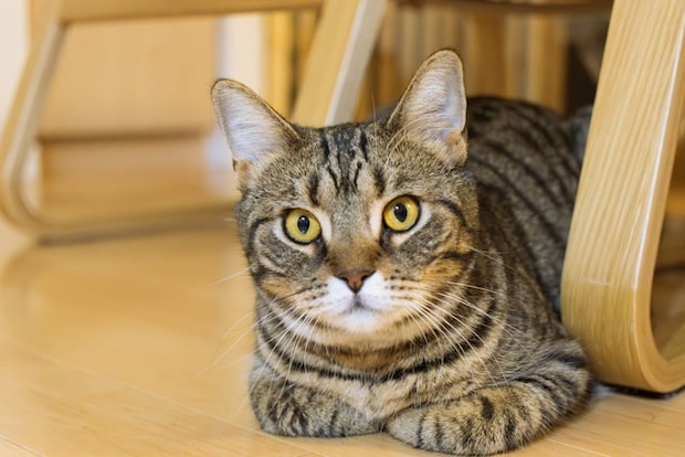 見つめてくる猫