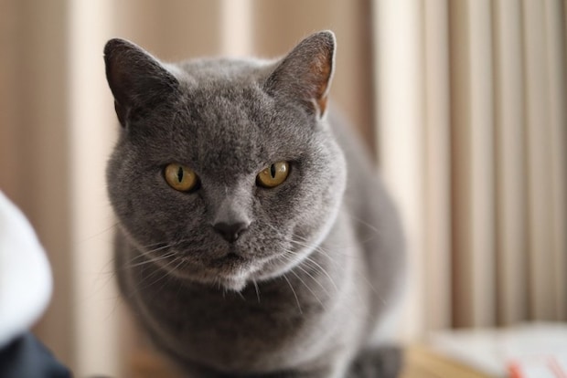 こちらを見るブリティッシュショートヘア