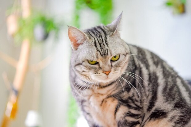 にらむしま模様の猫