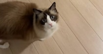 猫にご飯の袋を見せながら、『欲しい？』と聞いてみると…「鳴くかと思ったらｗｗ」まさかの行動が51万再生「予想の斜め上をいった」