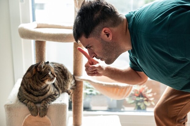 飼い主に叱られる猫