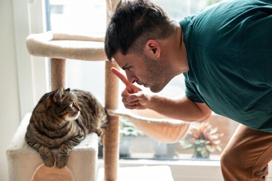 猫に『イタズラ』をやめさせたいときの方法5つ　上手な対処法から避けるべきNG対応まで