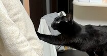 抱っこしてほしい黒猫→パパが両手を広げて待っていると…ニヤけずにはいられない『尊すぎる光景』が21万再生「愛情たっぷり」「ラブラブだね」