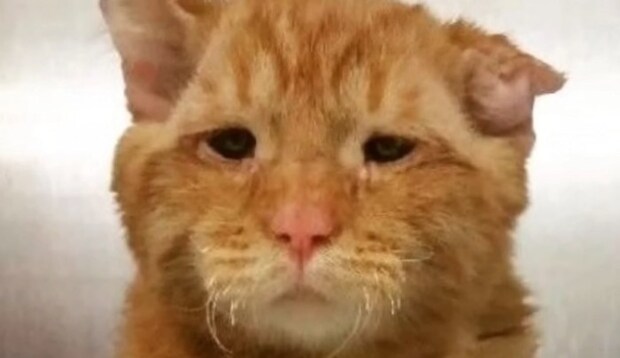 チャトラ猫の顔アップ