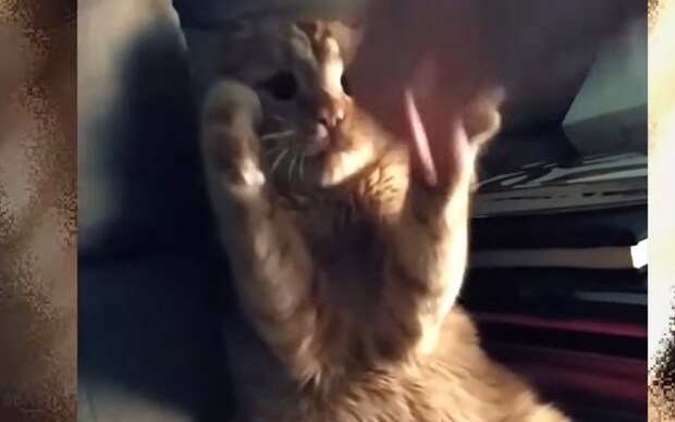 床に寝転び遊ぶ猫