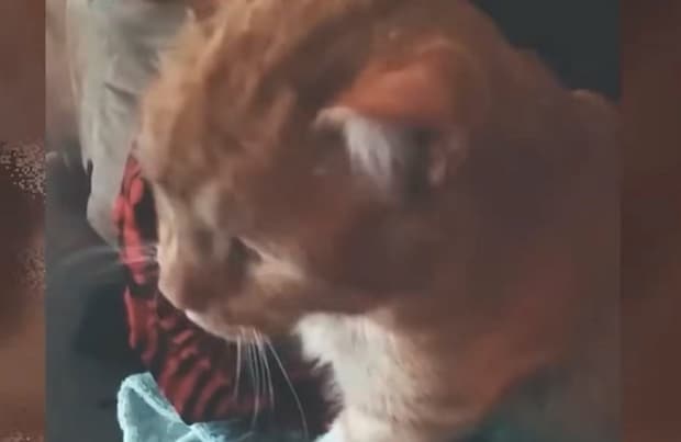 屋内でチャトラ猫の横顔アップ