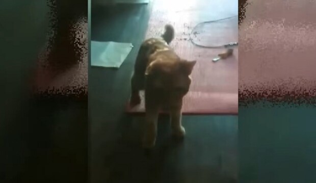 床にピンクのマットと猫