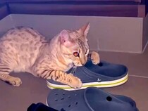 玄関に行くと、サンダルに嚙みついていた猫→『引き離そうと』したら…笑ってしまう展開が47万再生「現行犯逮捕されたｗ」「可愛すぎるｗｗ」