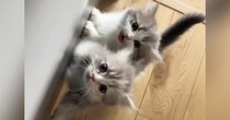 おやつが欲しい2匹の子猫→飼い主さんを見つめて…何度でもあげたくなる『可愛すぎるおねだり』が49万再生「ヤバいね」「心臓がつぶされる」