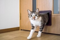 家の扉に『猫ドア』を取り付けるメリット5つ　費用の目安や気を付けたいポイントも