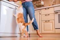 猫がいつまでも『ご飯を要求してくる』ときの原因5つ　病気のリスクや適切な対処法も解説