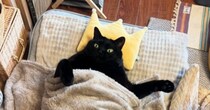 コタツのとなりで寝ている黒猫を見ると…あまりにも『人間味あふれる光景』に３万いいね「中の人感が半端ないｗ」「完全に人間ｗ」と爆笑の声