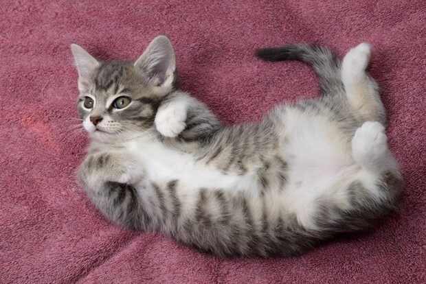 仰向けでクネクネする子猫