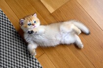 猫が床の上で『クネクネ』動いているときの理由4つ　気付いてあげたい気持ちとは