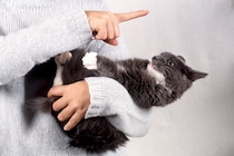 猫が理解しやすい『褒め方と叱り方』4つ　誤った方法ではいつまでも伝わらないかも？