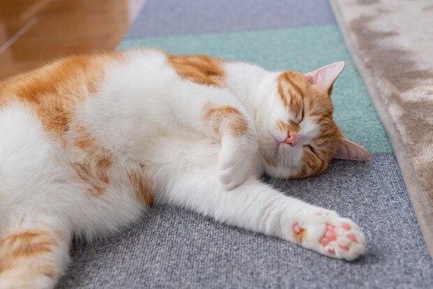 リラックスする猫