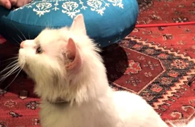 赤い絨毯の上に白猫