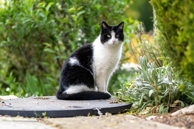 植物のそばにたたずむ白黒猫