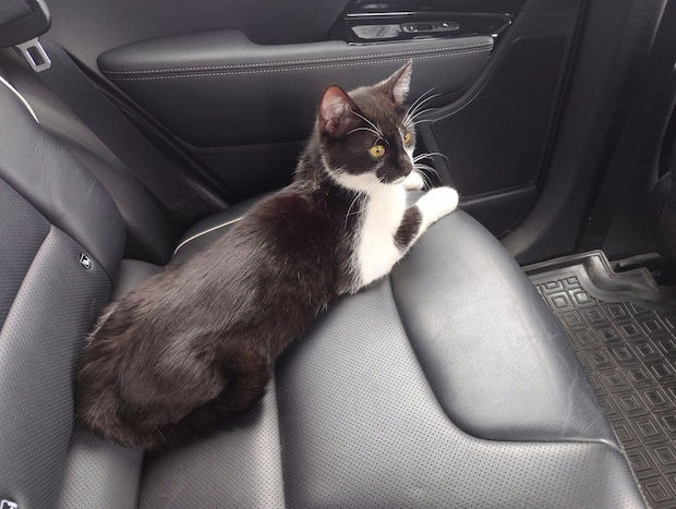 車に乗り込む白黒猫