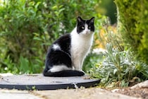 秋から冬のカナディアンロッキーを5ヵ月間生き延びた迷子猫　長旅をへて家族の元へ