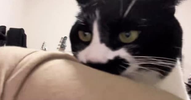 服を噛んできた猫→離してほしくて『腕をブンブン振ってみた』結果…爆笑必至の展開が29万再生「にやけ笑い止まらん」「ヤダーって言ってそうｗ」