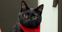 寒さ対策万全な黒猫→『首に巻かれているもの』を見ると……尊い光景に「可愛すぎて変な声出た」「赤がよく似合ってる」とSNSで反響