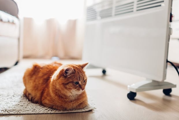 パネルヒーターの前に座る猫