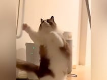 叱られると、いつも机の下に隠れてしまう猫→持ち上げてみた結果…思った以上に『感情がダダ漏れな様子』に反響「可哀想すぎてかわいいｗ」