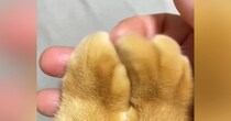 『猫の指先』をなぞってみたら…思わず触りたくなる『最高の光景』に８万いいね「夢のような眺め」「うわぁ気持ちよさそうｗ」