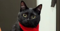 寒さ対策万全な黒猫→『首に巻かれているもの』を見ると……尊い光景に「可愛すぎて変な声出た」「赤がよく似合ってる」とSNSで反響