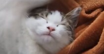 熟睡していた子猫→『体勢』を見たら……飼い主爆笑の『とんでもない光景』に「うらやましい柔らかさｗ」「ホラーかと思ったｗ」の声