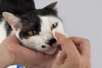 猫の『目やに』が多いときに考えられる原因4つ　病気の可能性から対処法まで解説