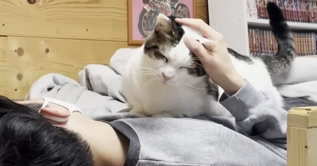 お兄ちゃんがしばらく『猫部屋』で寝ることに→猫たちが『大歓迎』して…羨ましすぎる光景が15万再生「あまりにも可愛いｗ」「重そうｗ」