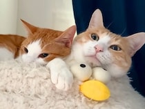 朝早く目が覚めた結果→目の前で、２匹のネコが…とんでもなく尊い『まさかの光景』に反響「サンドイッチ最高すぎんだろ！」「幸せな不憫回」