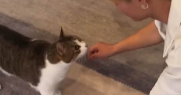 猫が久しぶりに帰ってきた"大好きなお兄ちゃん"と『再会』した結果…お兄ちゃんを見た瞬間の『心温まる反応』が10万再生「かわいいね」