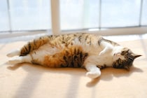 猫の『免疫力が低下』しているサイン５選　下がってしまう原因や改善策も解説