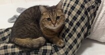 ママの足の上でくつろぐ猫→どいてほしくて『ブルブルと震えてみた』結果…爆笑の展開に反響「姿勢が辛そうで笑った」「絶妙なフィット感ｗ」